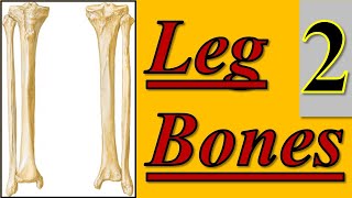 Fibula Bone || Lower Limb || كلية الطب - مادة التشريح || (M1---) || [8]