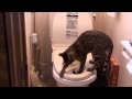 猫の水洗トイレ訓練中　第2ステップ　Ben the bengal cat