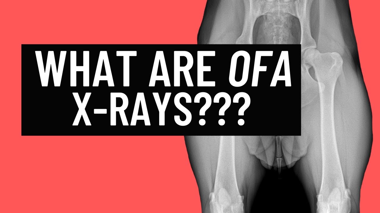 What Are Hip And Elbow Ofa Xrays? | Jonathan Bradshaw, Dvm Sporting Dog Tip Of The Week