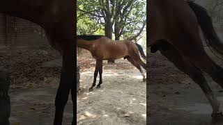 Marwari Horse Commando 🐎 #commando #horse #horseriding #horseandharvest #marwarihorse #animals