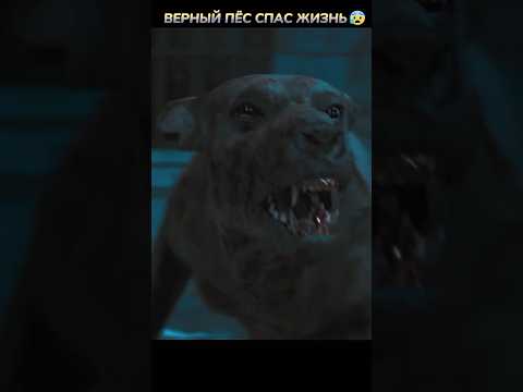 Пёс пожертвовал собой😰#joyogg #joyo #кино #фильмы #фильм #movie #film #сериал #series #shorts #scifi