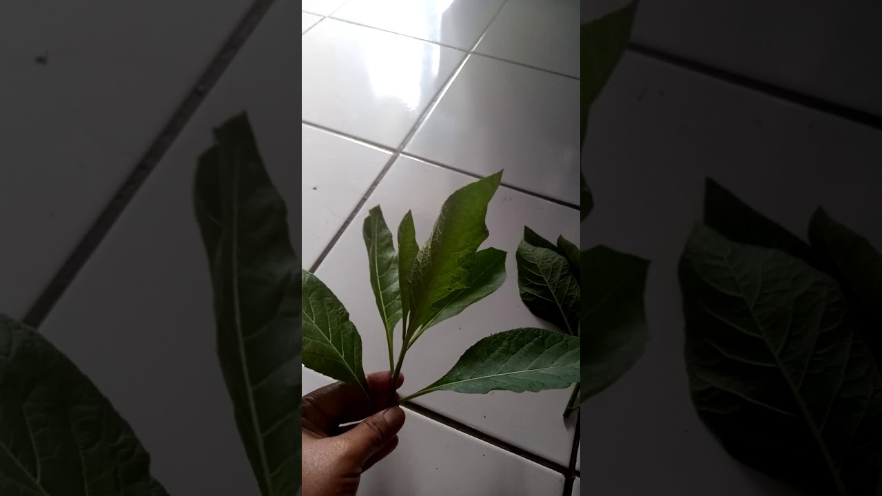 Cara mengobati diabetes dengan cepat secara alami/herbal