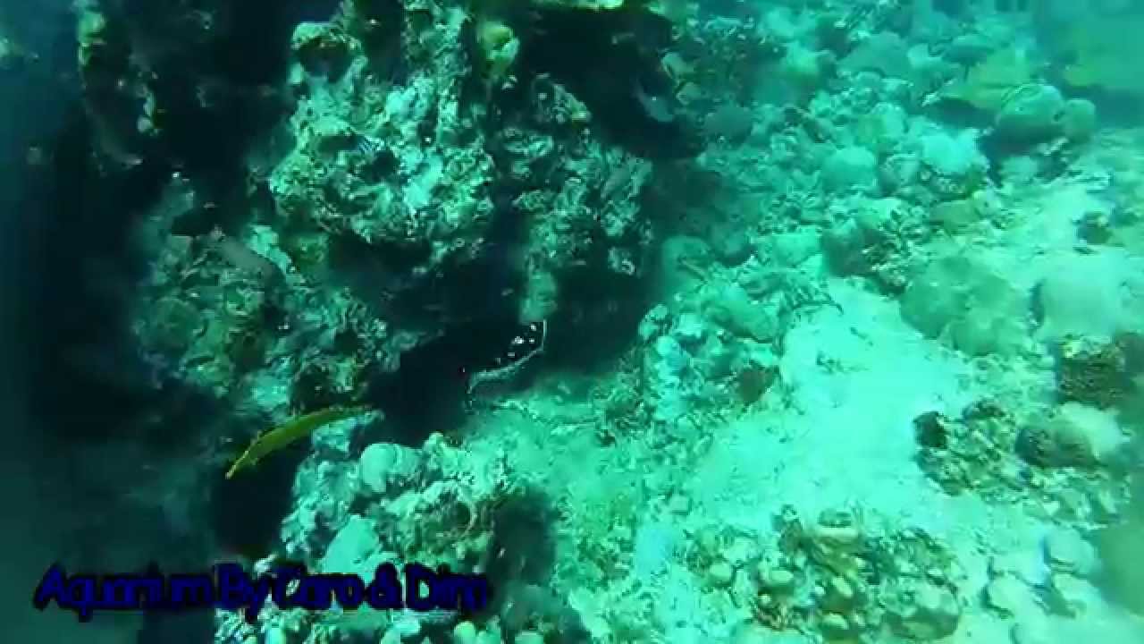 Poissons de l'aquarium naturel Ile Maurice CARO DES ILES EXCURSIONS BATEAU YouTube