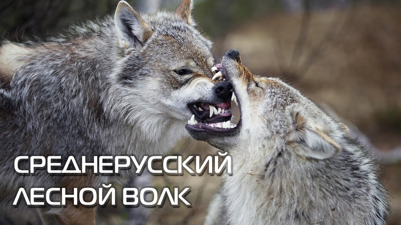 фото полярного волка смотреть