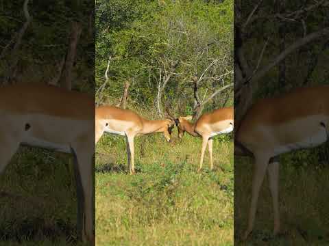 Video: Impala antilopė: gyvūno savybės