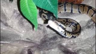 Krajta Královská 1.