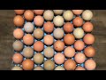 Washing and Sanitizing Hatching Eggs