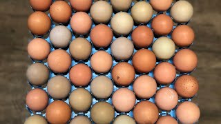 Washing And Sanitizing Hatching Eggs