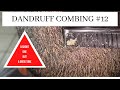 Dandruff combing #12