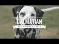 ALL ABOUT DALMATIANS: THE FIREHOUSE DOG の動画、YouTube動画。