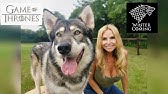 Dire Wolves Were Real But Not Wolves Youtube