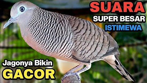Perkutut Lokal GACOR Suara Kung Besar Pancingan Burung Perkutut Agar Bunyi.