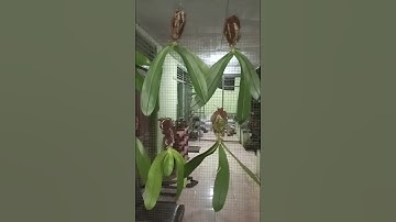 Anggrek bulan (phalaenopsis) amabilis javanicum spike WA 081553189426