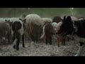 Razas de ganado | Las Razas de ovejas para la producción de carne y leche