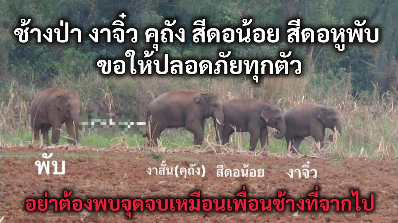 ช้างป่า งาจิ๋ว คูถัง สีดอน้อย สีดอหูพับ ขอให้ปลอดภัยทุกตัว อย่าต้องพบจุดจบเหมือนเพื่อนช้างที่จากไป