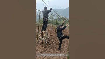 Thumbnail of Use fresh bamboo to build greenhouse arch shed