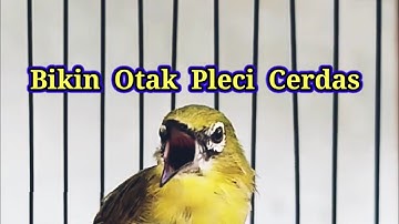 B1K1N 0T4K PL3C1 C3RD4$, B14R 64C0R N64L4$ N3MB4K, Terapi Pleci Nembak