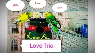 Budgeriar LOVE Trio/ Two Male budgies flirts the  Same female.