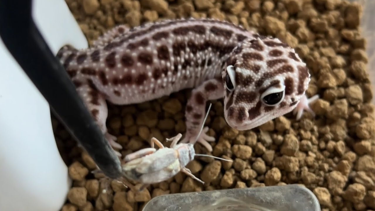 爬虫類達にコオロギを与える【爬虫類】結局コオロギが1番食いつきいいよね