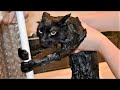 FUNNY CAT MEMES COMPILATION OF 2023 V18