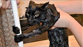 FUNNY CAT MEMES COMPILATION OF 2023 V18