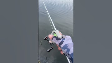 Mồi câu cá nhồng độc lạ