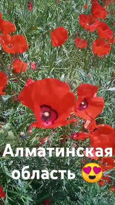 Турарские дачи в Алматинской области!#shorts - YouTube