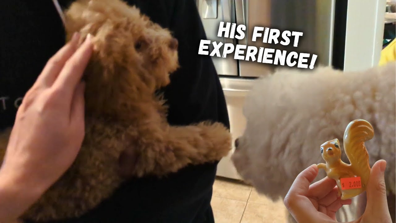 We took our Dog Estate Sale Shopping! Thrift with me for Resale! YouTube