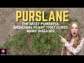 Purslane | The Most Powerful Medicinal Plant That Cures Many Diseases | Blissed Zone