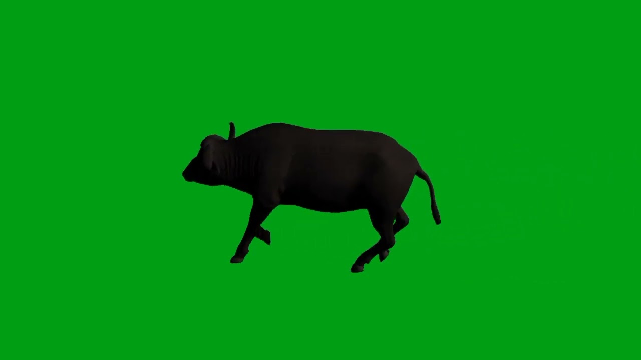 Buffalo running green screen video | Copyright Free
