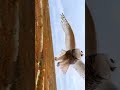 POV: You Walked Too Close to a Snowy Owl’s Nest! 🦉🚫
