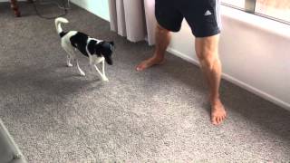 Fox Terrier Warming Up For Walk