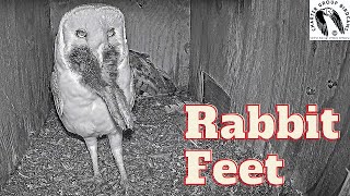 For This Owl, Swallowing Half A Rabbit Is Easier Said Than Done