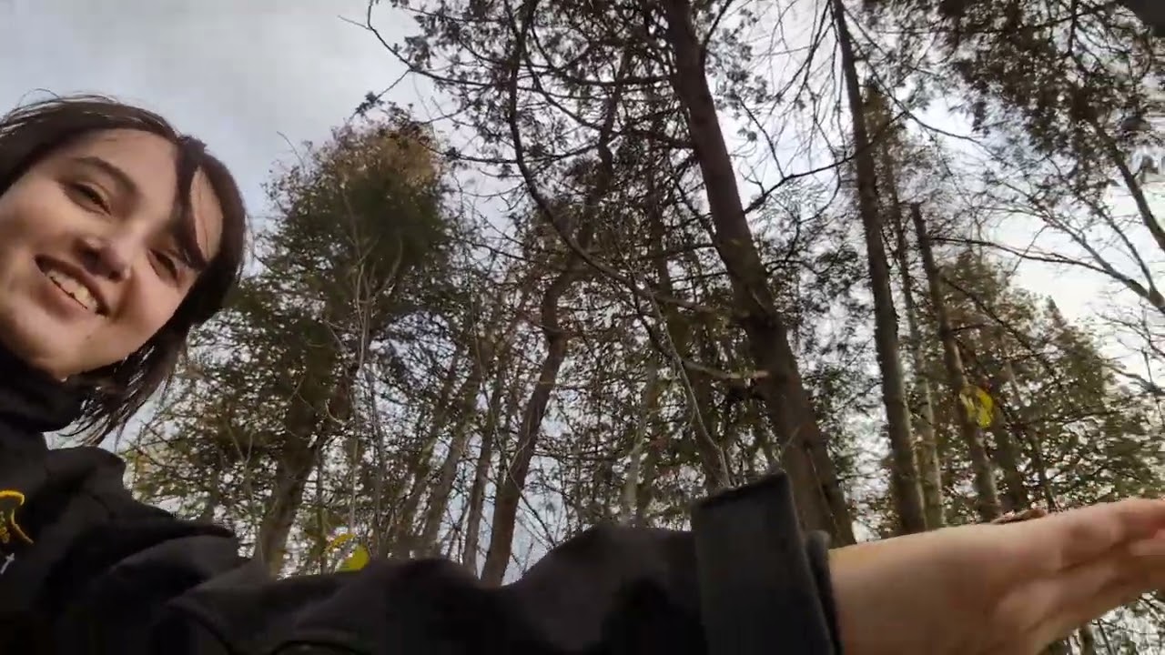 Trying to feed chickadees — Arnprior MacNamara Trail (Nov 22, 2025)