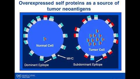 Vaccines for the treatment and prevention of cancer
