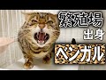 繁殖場出身のベンガルが人馴れ訓練によって劇的に変化する様子