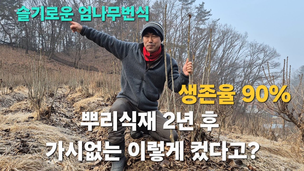  가시없는 엄나무 뿌리 2년 키웠더니 돈 되는 나무로 변신