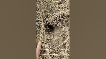 Cách bẫy chuột đường mòn chuẩn nhất năm 2024...