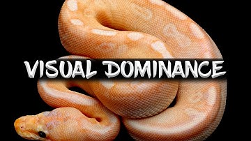 Visually Dominant Genes in Ball Pythons