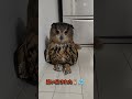 【フクロウ】移動お願いします　#shorts
