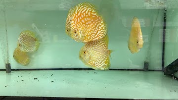 Cá Đĩa Bồ Câu Vàng size 10-11cm tại Thái Hoà Aquarium