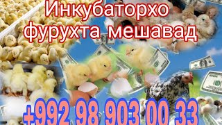 Инкубаторхо фрухта мешад +992 98 903 00 33