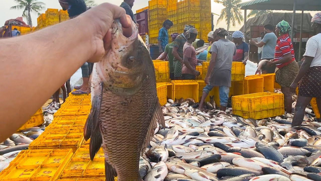 Rohu Fish Export from Pond 🐠🐋🐟 || Catching Lot of fish by cast net ...