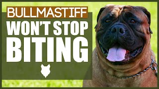 How To Stop Your BULLMASTIFF BITING