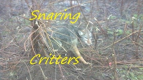 Trapping out West Part 11... Snared Coyote & Beaver and more catches