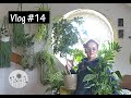 Roślinny Vlog #14 Jak dbać o rośliny domowe na początku wiosny?