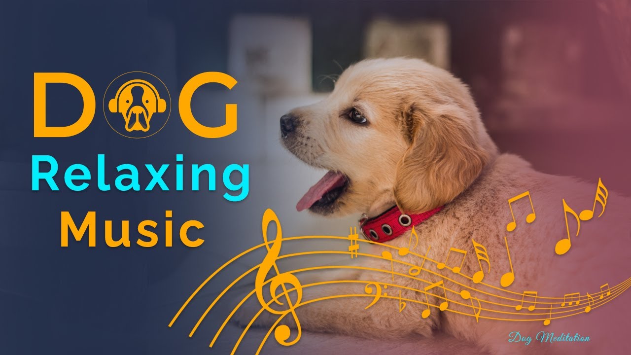 Sweet harp music that dogs love 🌊 Relaxing music for dogs, music that