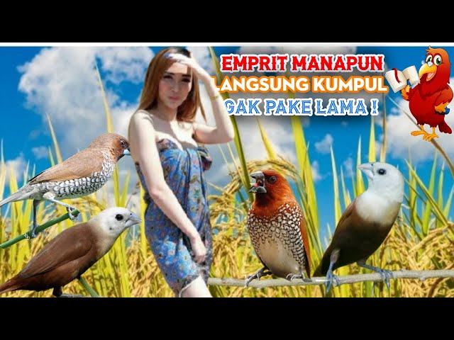 Suara PIKAT burung EMPRIT anti ZONK class=