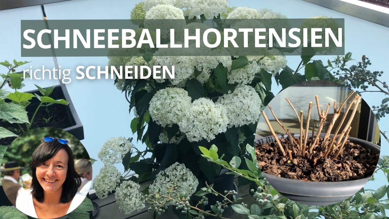 Schneeball Hortensie Schneiden