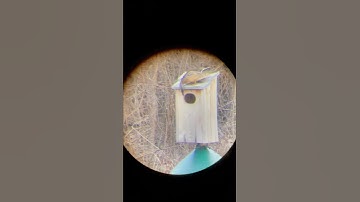 Duck Nesting Box Cams! Watch inside the box!